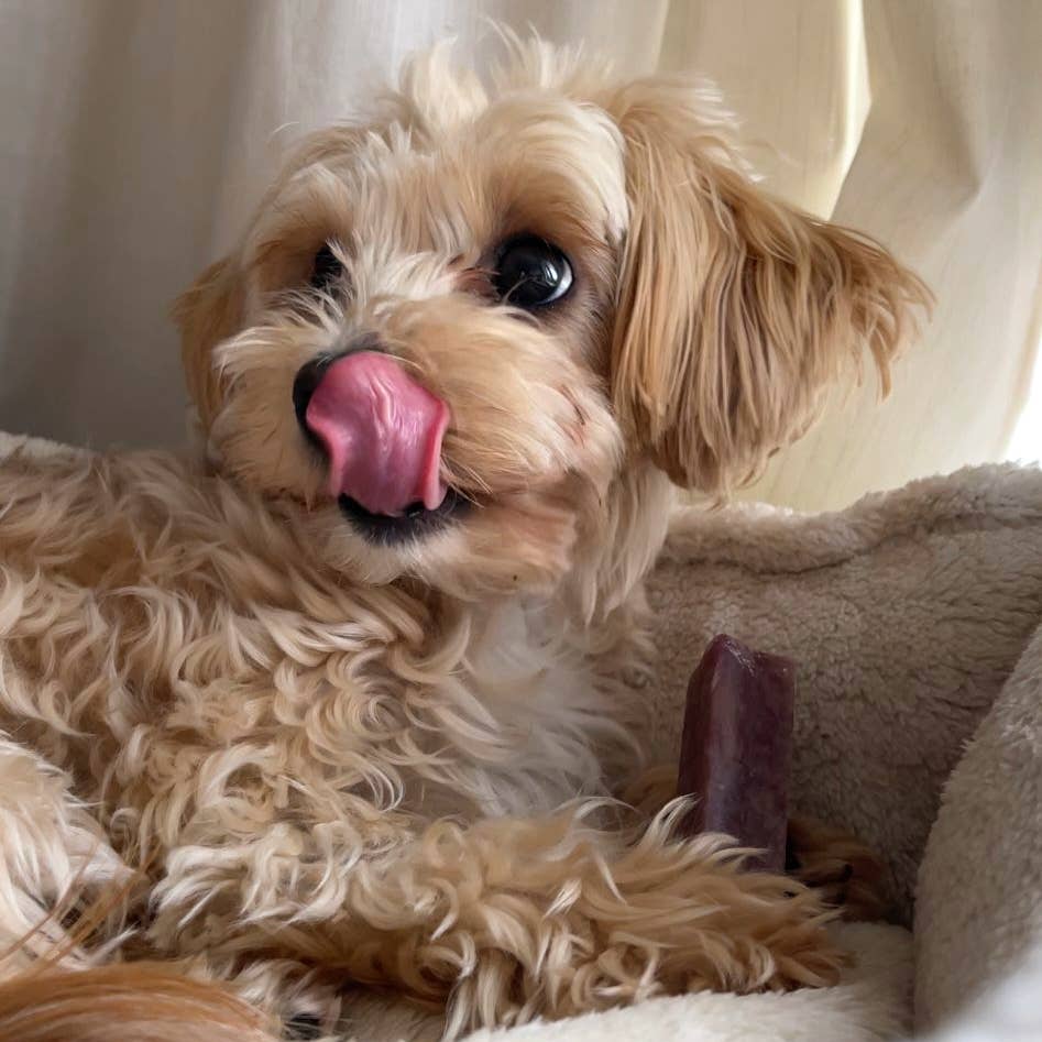 The Best Natural Dog Treats in the UK (2026 Edit)