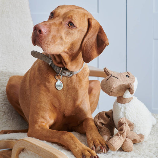 Dog Toy - Woolliam The Lamb